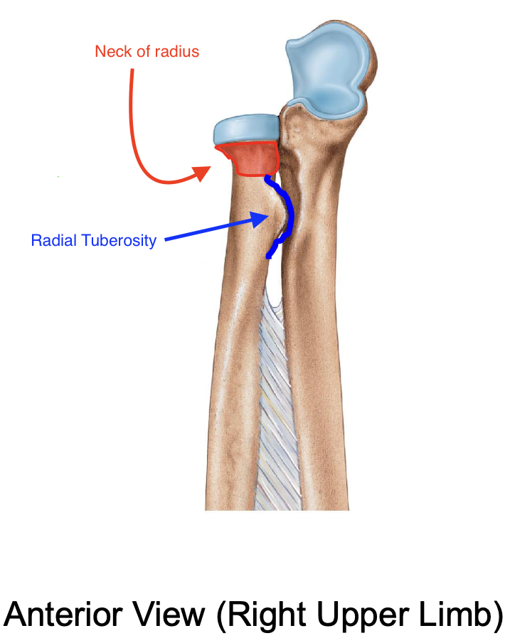 <p>The radial tuberosity</p>