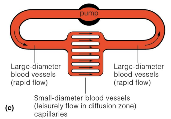 <ul><li><p>the blood is confined to blood vessels and is separate from the interstitial fluid (and does not come in direct contact with tissues)</p></li><li><p>blood travels in one direction in vessels (unliked in open circulatory system in which there is no unidirectional flow)</p></li><li><p>more ideal for animals with higher metabolic rates because need for oxygen is greater</p></li><li><p>blood pressure remains high, which means oxygen takes shorter time to reach body cells in all extremities</p></li></ul><p></p>