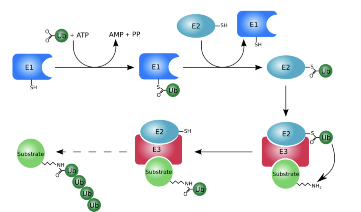 <ul><li><p class="Paragraph SCXO147860677 BCX0" style="text-align: left;"><span style="background-color: inherit; line-height: 22px; color: windowtext;"><span>E1 uses energy from ATP to attach ubiquitin and make bond with sulphide group of cysteine</span></span><span style="line-height: 22px; color: windowtext;"><span> </span></span></p></li><li><p class="Paragraph SCXO147860677 BCX0" style="text-align: left;"><span style="background-color: inherit; line-height: 19.55px; color: windowtext;"><span>As it interacts with E2, it passes the Ub onto cysteine of E2, reaction continues to E3</span></span><span style="line-height: 19.55px; color: windowtext;"><span> </span></span></p></li><li><p class="Paragraph SCXO147860677 BCX0" style="text-align: left;"><span style="background-color: inherit; line-height: 19.55px; color: windowtext;"><span>Ub passed on via isopeptide bond- using lysine on protein to make initial single Ub chain</span></span><span style="line-height: 19.55px; color: windowtext;"><span> </span></span></p></li><li><p class="Paragraph SCXO147860677 BCX0" style="text-align: left;"><span style="background-color: inherit; line-height: 19.55px; color: windowtext;"><span>Can be done with single Ub, or straight away with chain of Ub</span></span></p></li></ul><p></p>