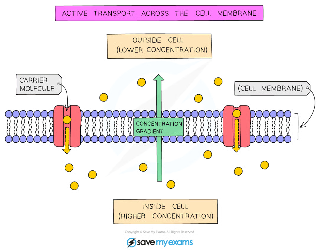 <p>The movement of particles across a cell membrane from a region of lower to higher concentration, requiring energy released by respiration</p><ul><li><p>energy is needed because particles move against the conc. gradient → released in cellular respiration</p></li><li><p>involves protein pumps embedded in the cell membrane </p></li></ul><p></p>