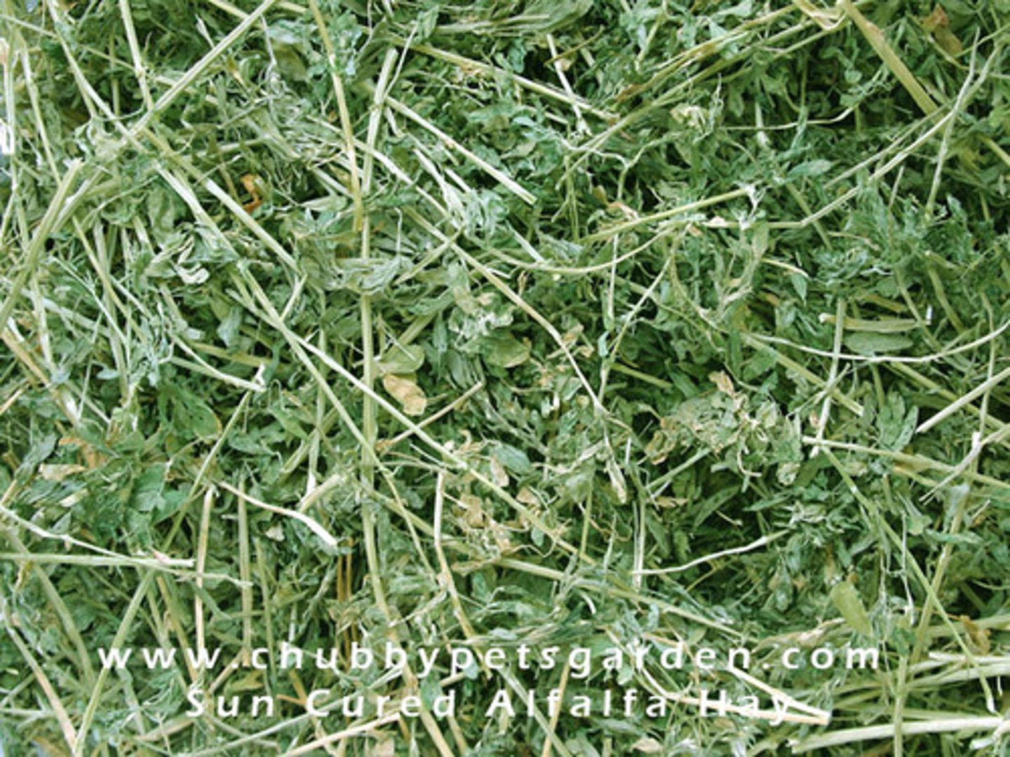 <p>a plant widely grown for animal feed; highly water intensive</p>