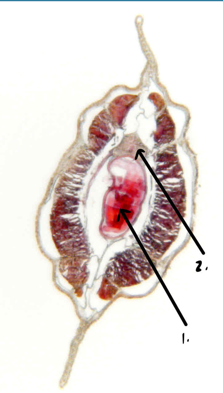 term image