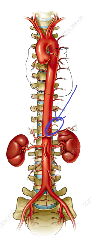 <p>branches off near the top of the celiac trunk, following near the top of the stomach</p>