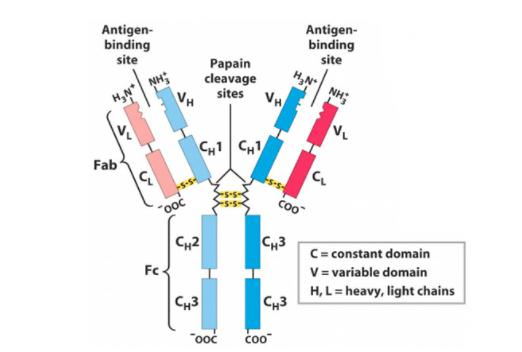 <p>Antibodies can be degraded using <strong>enzymes like <mark data-color="red" style="background-color: red; color: inherit"><u>Papain</u></mark></strong><mark data-color="red" style="background-color: red; color: inherit"> </mark>to separate <strong><mark data-color="blue" style="background-color: blue; color: inherit">FAB (antigen-binding) and FC (crystallizable) regions</mark></strong> for study or function.</p>