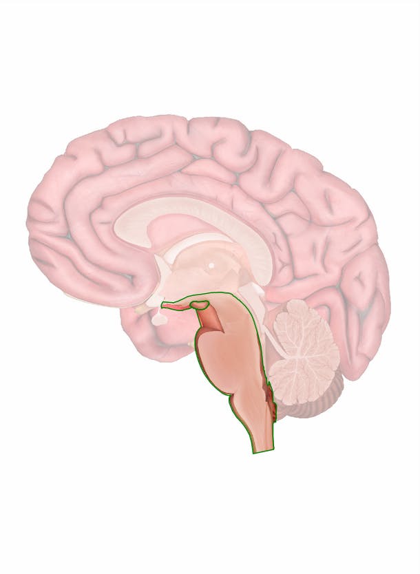 integration of reflexes necessary for survival