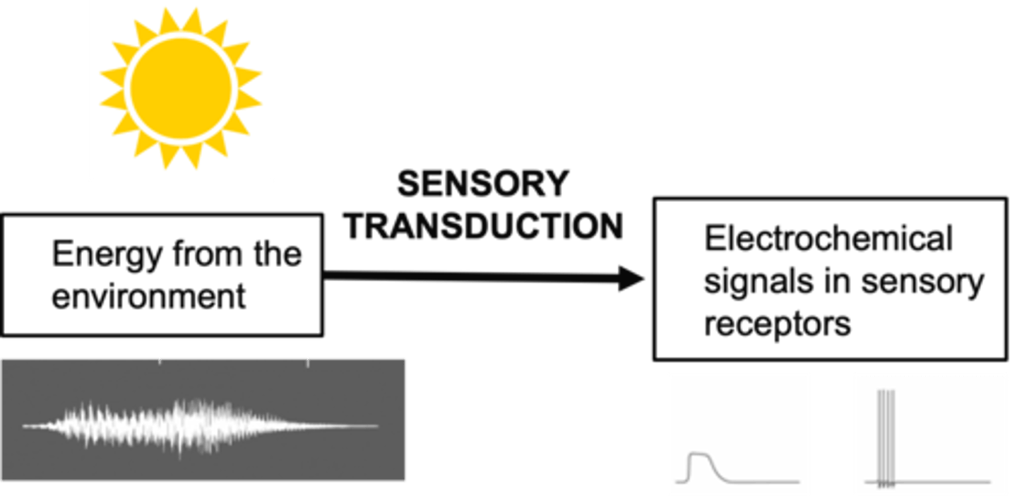 <p>Sensory receptors are _____ not just ____________</p>