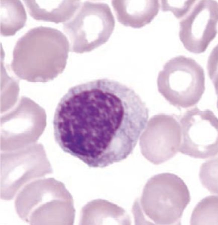 <p>identify this cell:</p>