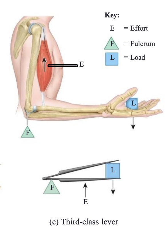 <p>Third class lever (FEL)</p><p><strong>Effort is between </strong>the fulcrum and the load</p><p>Mechanical disadvantage</p>