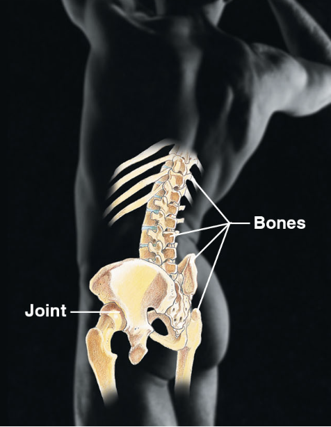 \-bones, cartilage, joints, ligaments and tendons

\-protects and supports organs

\-provides framework

\-blood cells are formed within bones

\-bones store minerals 
