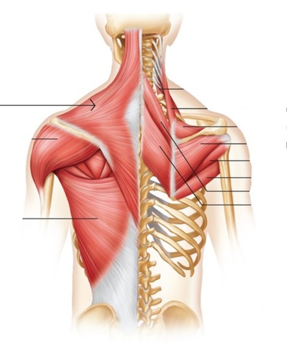 <p>What muscle is this?</p>