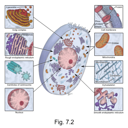 <ul><li><p>active specialized structures within cells</p></li><li><p>allow each cell to function according to its genetic code</p><ul><li><p>nucleus</p></li><li><p>mitrochondria</p></li><li><p>ribosomes</p></li><li><p>endoplasmic reticulum</p></li><li><p>golgi complex</p></li><li><p>lysosomes</p></li><li><p>cytoskeleton</p></li></ul></li></ul><p></p>