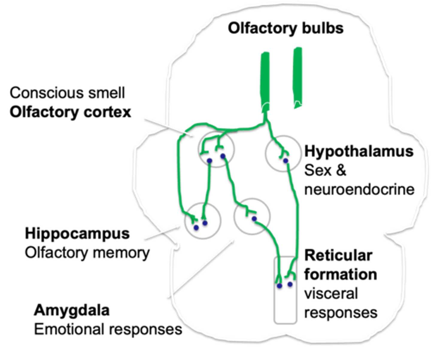 <p>What do second order neurones do?</p>