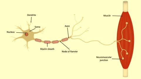 <p>The neuron which delivers an electrical signal called a muscle action potential to a skeletal muscle fiber so it can contract.</p>