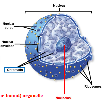 <p>separate (non-membrane bound) organelle</p><ul><li><p>dark- staining spherical body</p></li><li><p>responsible for production of ribosomes</p></li><li><p>not present in all cells</p><ul><li><p>many in nerve cells → makes many proteins</p></li><li><p>absent in sperm cells → makes no proteins</p></li></ul></li></ul><p></p>