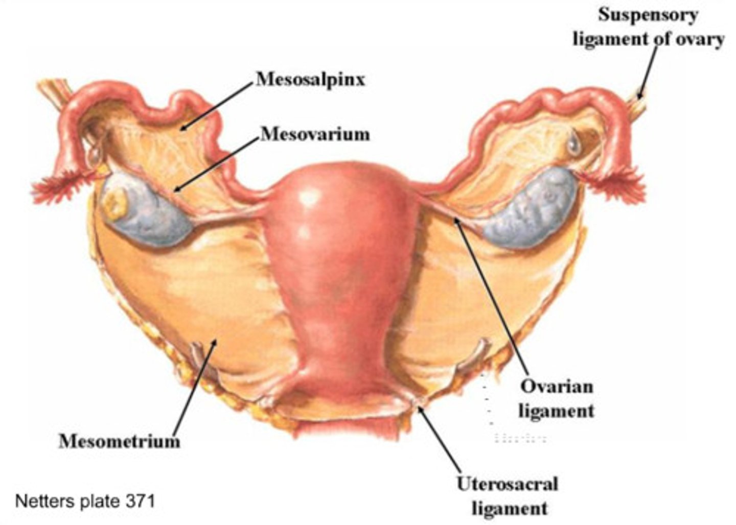 <p>Mesosalpinx</p>