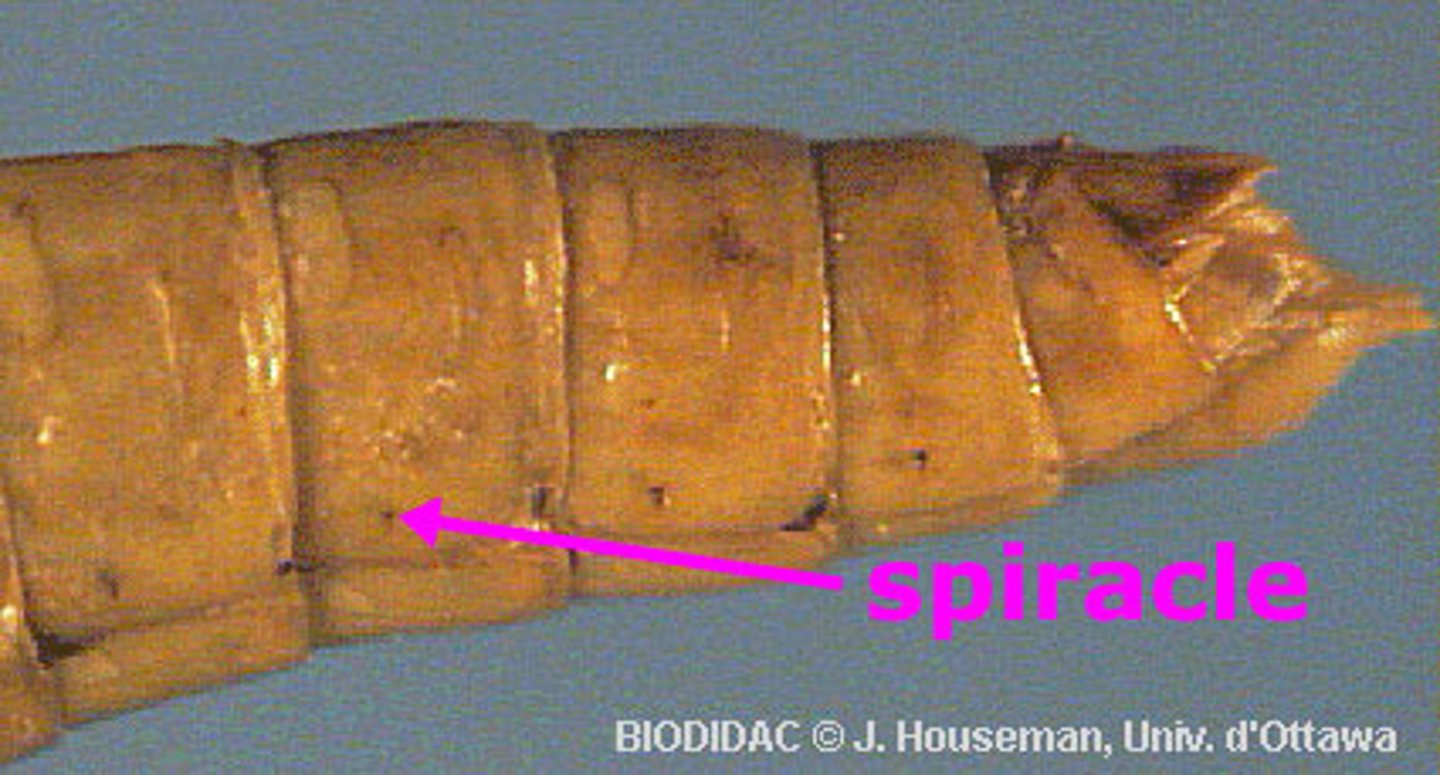 <p>these are breathing tubes of insects located on abdomen</p>
