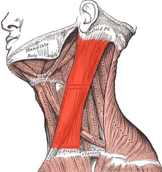 <p>origin: sternum clavicle</p><p>insertion: temporal bone: occipital</p><p>prime function: rotates and tilts head to the side, tilts head forward</p><p>(dr. g's favorite muscle)</p>