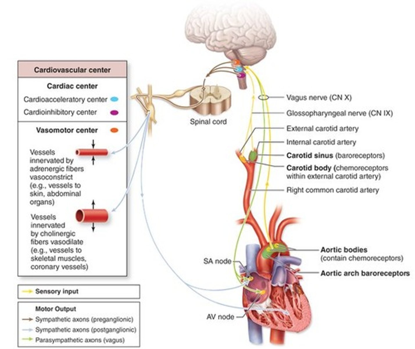 <p>sends signals through parasympathetic vagus nerve to decrease heart rate, inhibits SA and AV nodes</p>