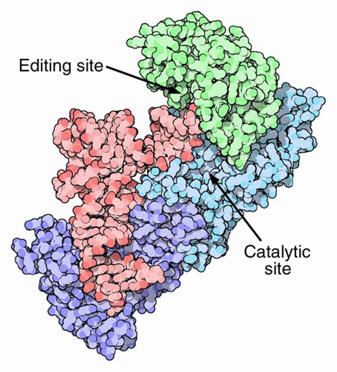 <p>An enzyme that attaches the appropriate amino acid to its corresponding tRNA.</p>