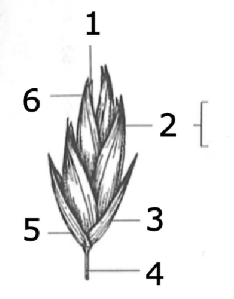 <p>what is this structure?</p>