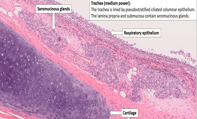 <p><strong>Trachea</strong><br>(medium power view)</p>