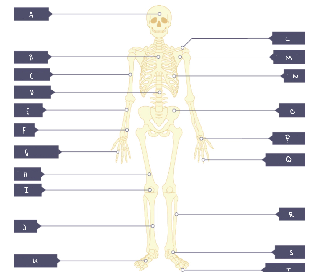 Label bones A-T

(if you get any wrong start over)
