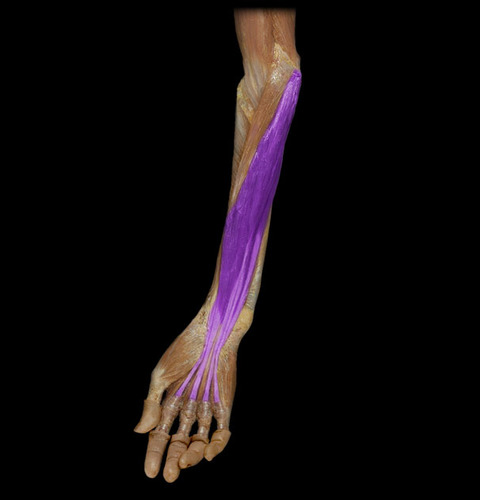 4 tendons into sides of the middle phalanges of the 2nd - 5th digits