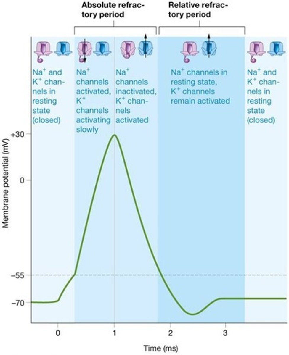 <p>The refractory period limits the frequency of action potentials and ensures one-way travel of the impulse.</p>