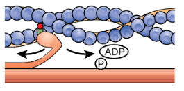 <p>Muscle Contraction: Step 3</p>