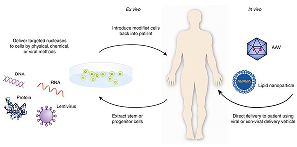 (genetic medicine technique) 

\
the insertion of working copies of a gene into the cells of a person with a genetic disorder in an attempt to correct the disorder