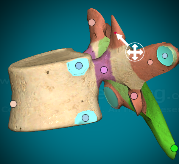 <p>only on vertebra, the projections on the top and bottom (superior and inferior)</p>