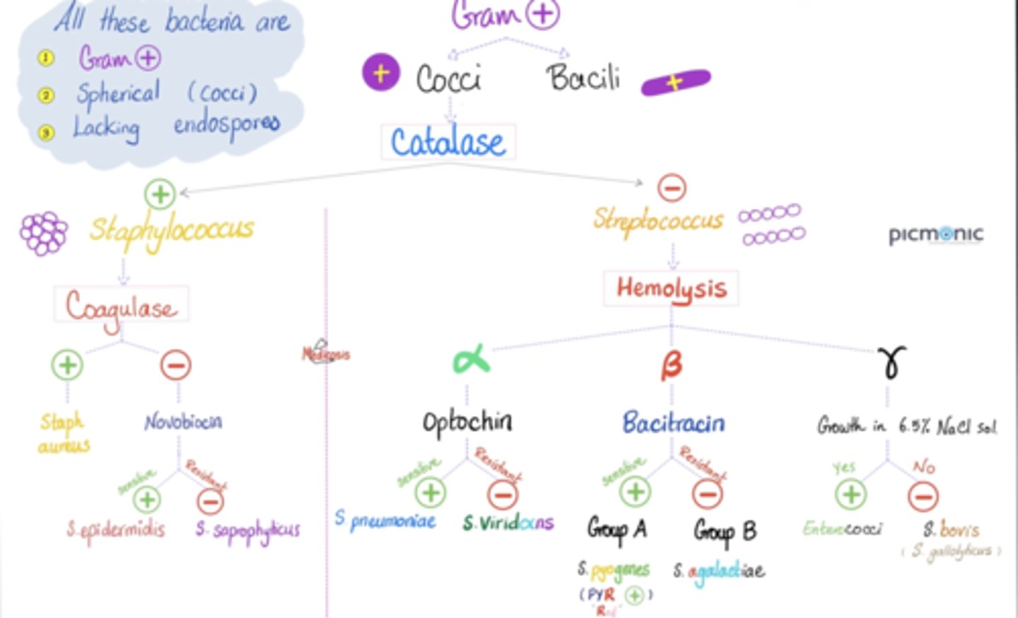 <p>Gram-Positive Bacteria</p><p>- Thick peptidoglycan layer (appears purple)</p><p>- No outer membrane</p><p>- Small or absent periplasmic space</p><p>- Lacks LPS (endotoxins) but can produce exotoxins</p><p>- More susceptible to antibiotics - but can adapt to be resistant (e.g., penicillin [b-lactamase causes resistance], vancomycin)</p><p>- Examples: Staphylococcus aureus, Streptococcus pyogenes, Bacillus, Clostridium</p><p>Gram-Negative Bacteria</p><p>- Thin peptidoglycan layer (appears pink/red)</p><p>- Has an outer membrane (provides antibiotic resistance)</p><p>- Large periplasmic space (contains enzymes that break down antibiotics)</p><p>- Contains LPS (endotoxins), which can trigger severe immune responses</p><p>- More resistant to antibiotics</p><p>- Examples: Escherichia coli, Pseudomonas aeruginosa, Salmonella, Neisseria</p>