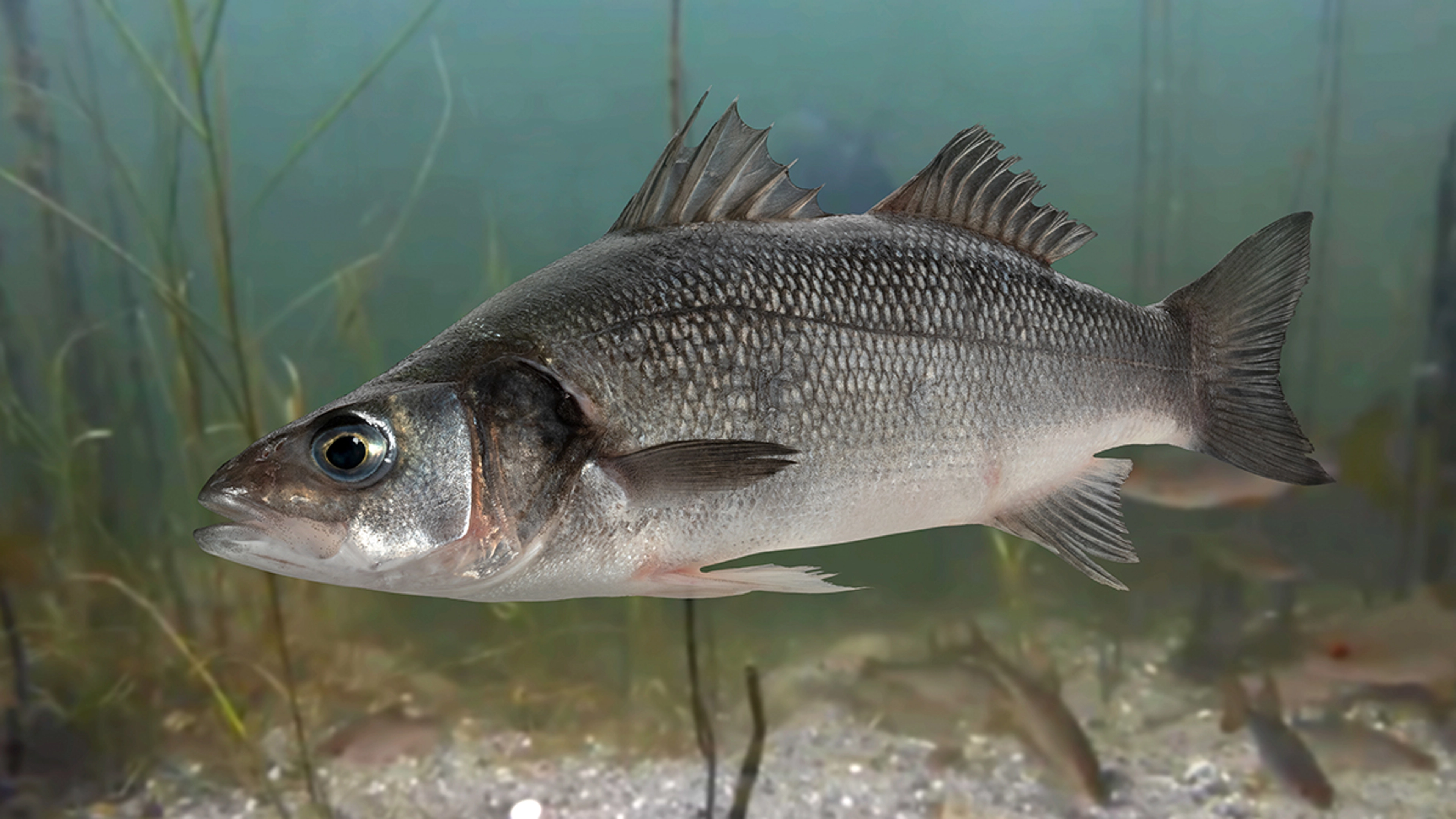 <p>sea bass </p>