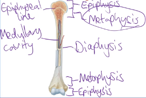 <ul><li><p>Long bones have compact bone on the outside and some spongy bone on the inside</p></li><li><p>Features of a long bone:</p><ul><li><p>Epiphysis (plural = epiphyses)</p></li><li><p>Diaphysis</p></li><li><p>Metaphysis (plural = metaphyses)</p></li><li><p>Medullary cavity</p></li><li><p>Epiphyseal lines/plates</p></li></ul></li></ul><p></p>