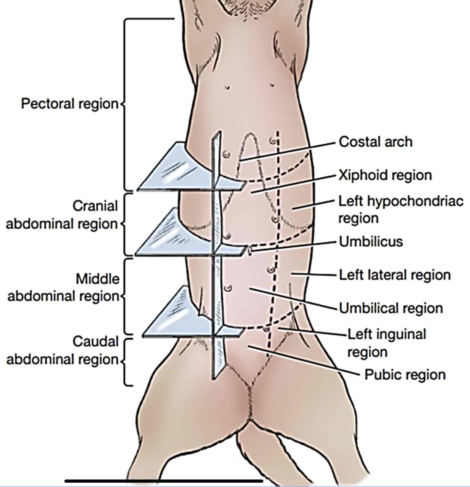 <p><strong><span style="color: rgb(22, 160, 133)">Middle abdominal region</span></strong></p>