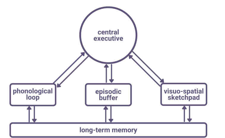 <p>The working memory model (Baddeley and Hitch 1974) is an explanation of how STM is organised and how it functions </p>