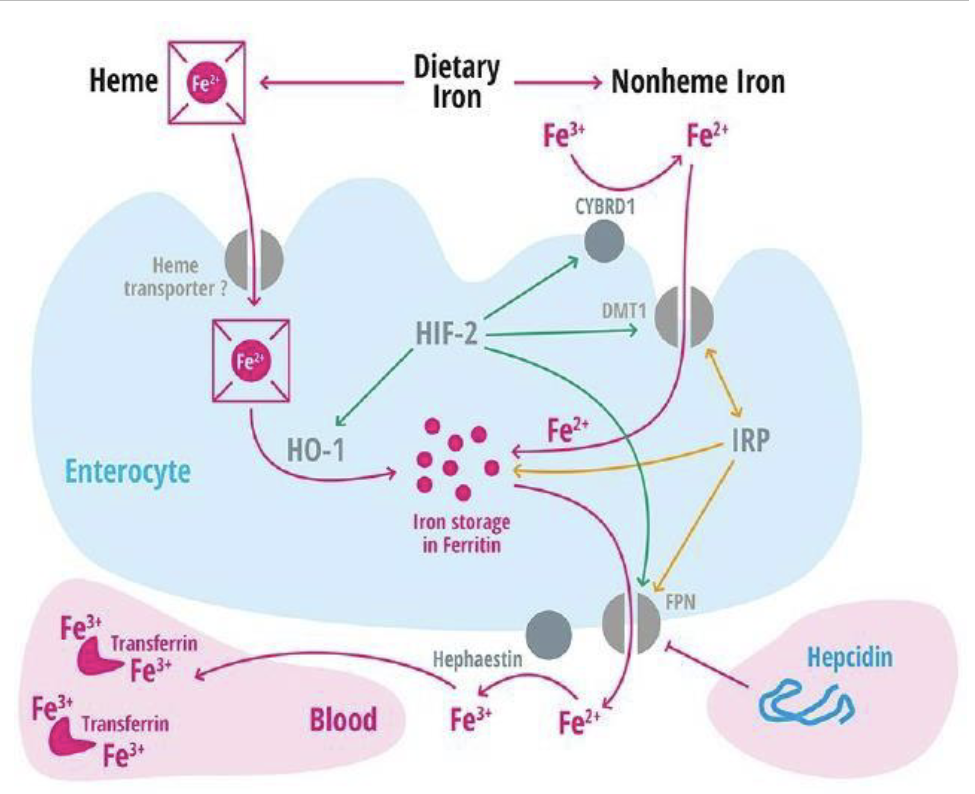 <p>Iron must be in Fe<sup>2+</sup> state or bound to heme</p><ul><li><p>Once in enterocyte, iron can be stored as ferritin or transported to circulation via ferroportin(FPN, a transmembrane transportor)</p></li></ul><p></p><p></p>