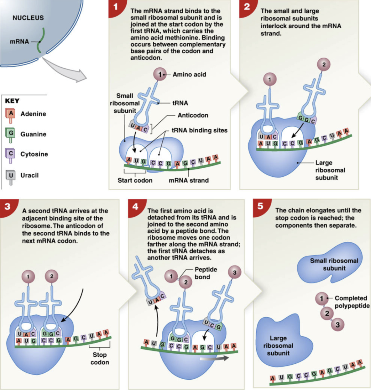 <ol><li><p>the 5’ cap of mRNA is recognized by small ribosomal subunit </p></li></ol><ul><li><p>start codon AUG is aligned with the future P site location </p></li><li><p>tRNA binds anticodon to codon of mRNA and brings methionine amino acid via acceptor stem </p></li></ul><ol start="2"><li><p>Once anticodon of tRNA and codon of mRNA are bound together, large ribosomal subunit binds to small ribosomal subunit, completing ribosome → complete P and A site </p></li><li><p>new tRNA binds to the next codon in the A site</p></li></ol><ul><li><p>weakens bond between amino acid and tRNA in P site</p></li></ul><ol start="4"><li><p>the first amino acid is detached from tRNA and joined to second amino acid via peptide bond </p></li></ol><ul><li><p>the ribosome moves down a codon and the first tRNA is detached, moving the second tRNA into the P site, freeing the A site for another tRNA </p></li></ul><ol start="5"><li><p>process repeats, elongating chain until the stop codon is reached </p></li></ol><ul><li><p>polypeptide chain exits through E site (exit site) and ribosomal subunits separate </p></li></ul><p></p><p>detached tRNA bind to new amino acids to be recycled. </p><p></p><p></p>
