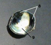 <p>8</p>