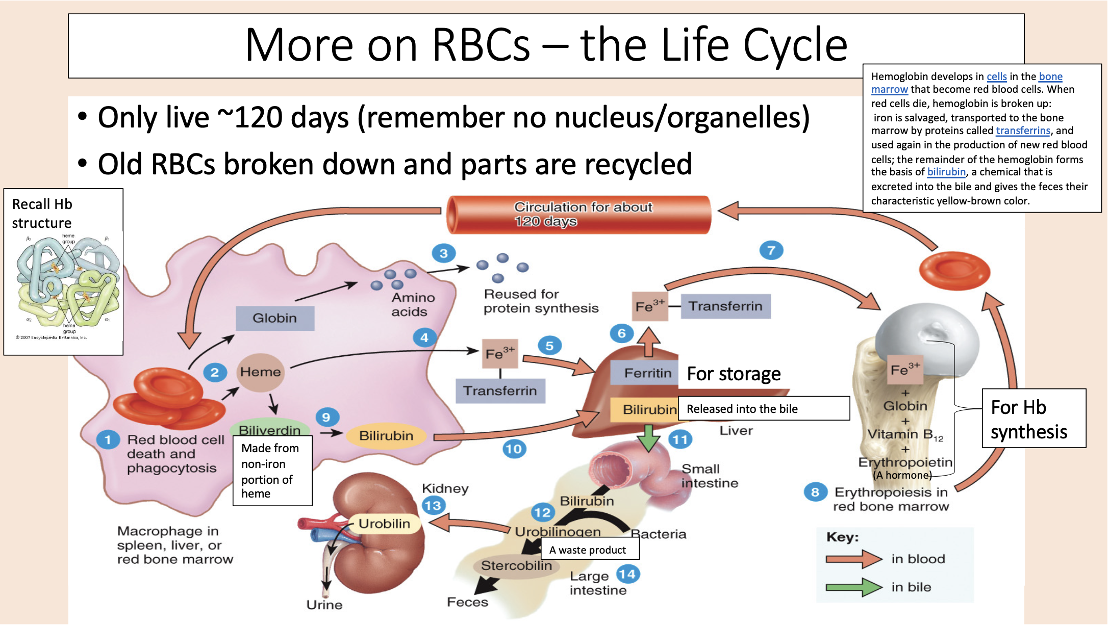 <p><span>• </span><span><span>Only live ~120 days (remember no nucleus/organelles).</span></span></p><p><span>•</span><span><span> Old RBCs broken down and parts are recycled.</span></span></p>