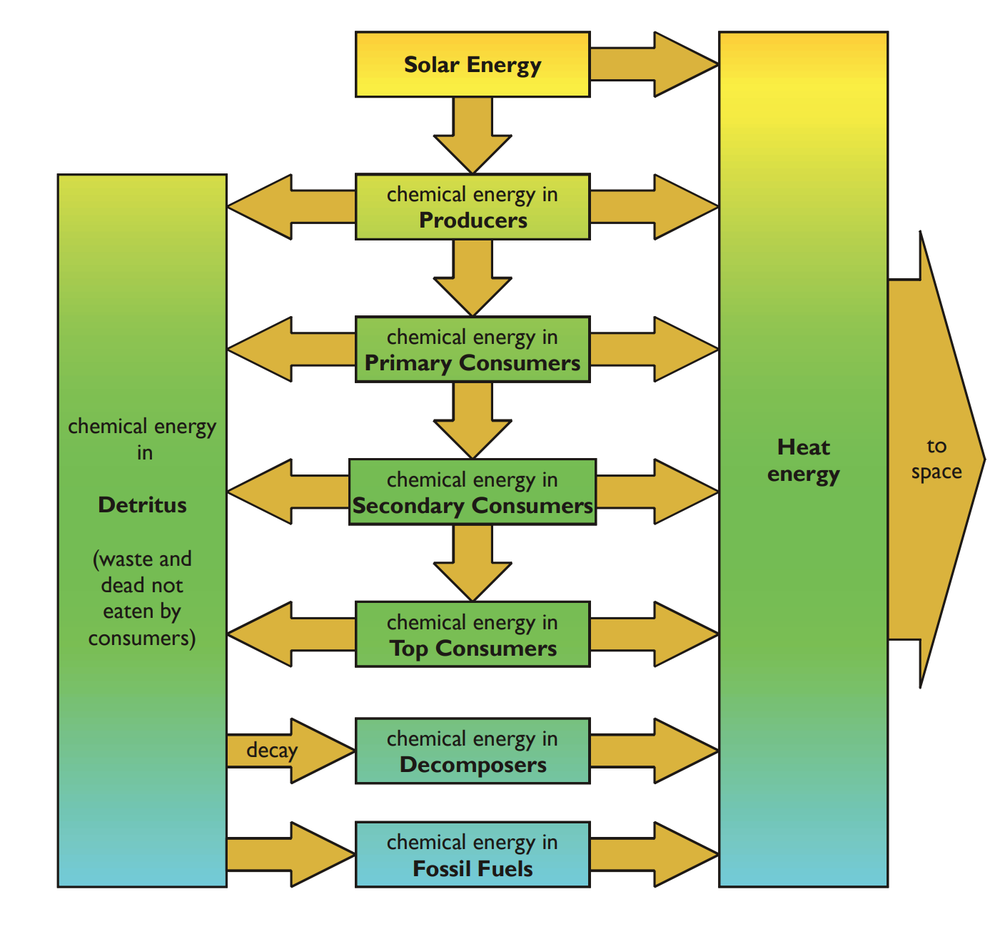 <ul><li><p>10% - only a small amount of the energy available to an organism is transferred to the next trophic level</p></li><li><p>Some is never taken in &amp; some is lost before being transferred</p></li></ul><p></p>