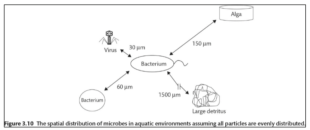 <p><span>The image from the book shows approximate spacing between different types of</span><br><span>marine microbes forming the base of all oceanic food webs. Which example microbe shown</span><br><span>in the image would NOT be captured on a GF/F filter (pore size 0.6 micron, 0.6 um)?</span><br><span>a. alga</span><br><span>b. virus</span></p>