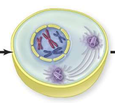 <p>PROtects the DNA with supercoiling: chroms condense into 2 chromatids</p><p>chromosomes move to opp sides of nucleus</p>