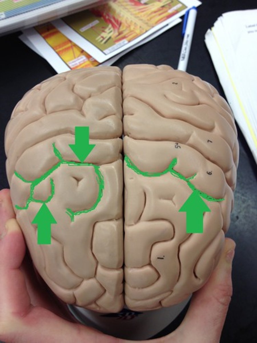 <p>Shallow grooves between the gyri.</p>