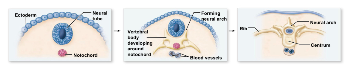 <p>What are characteristics of the subphylum Vertebrata </p>