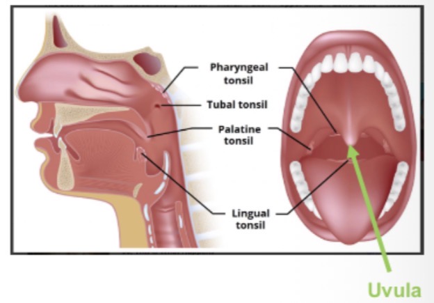 <p>Palatine, tubal, pharyngeal, lingual.</p>