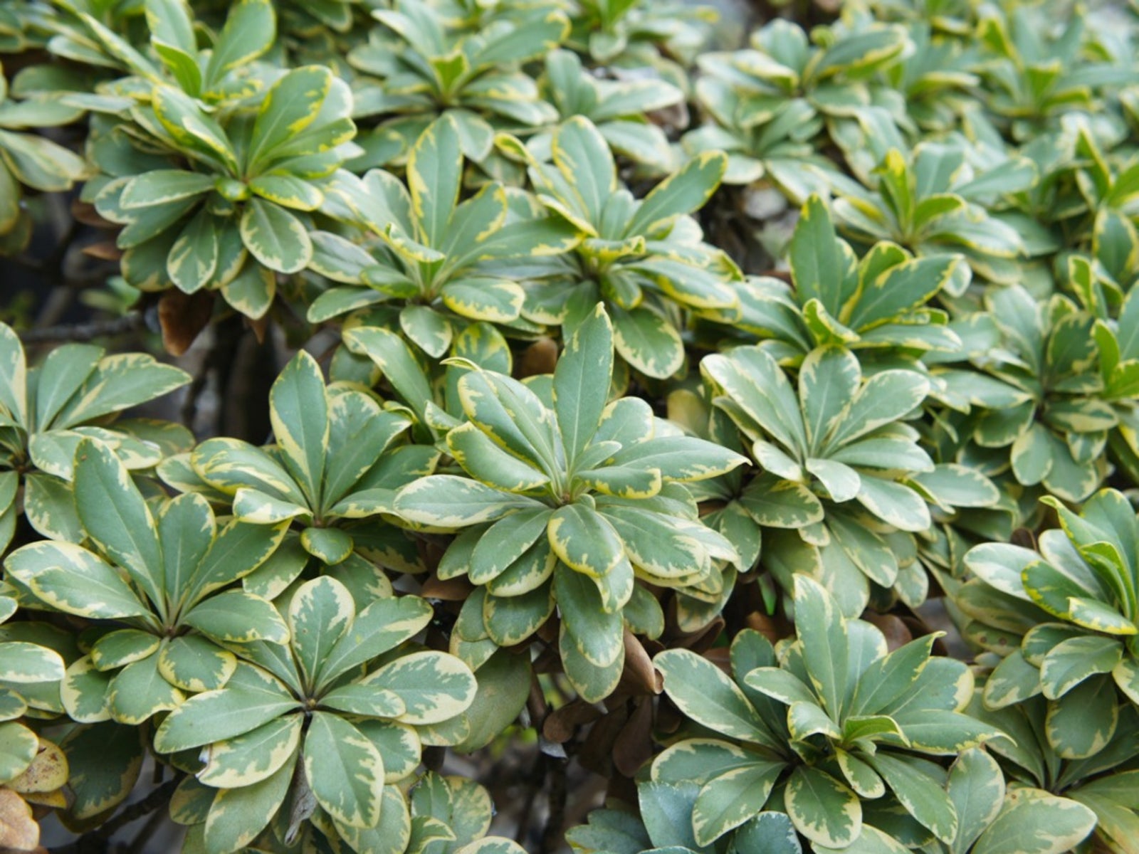 <p>Japanese Pittosporum</p>