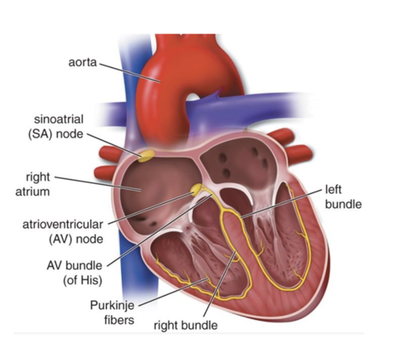 <p>Where are Purkinje fibers located and how do they connect to the myocardium?</p>