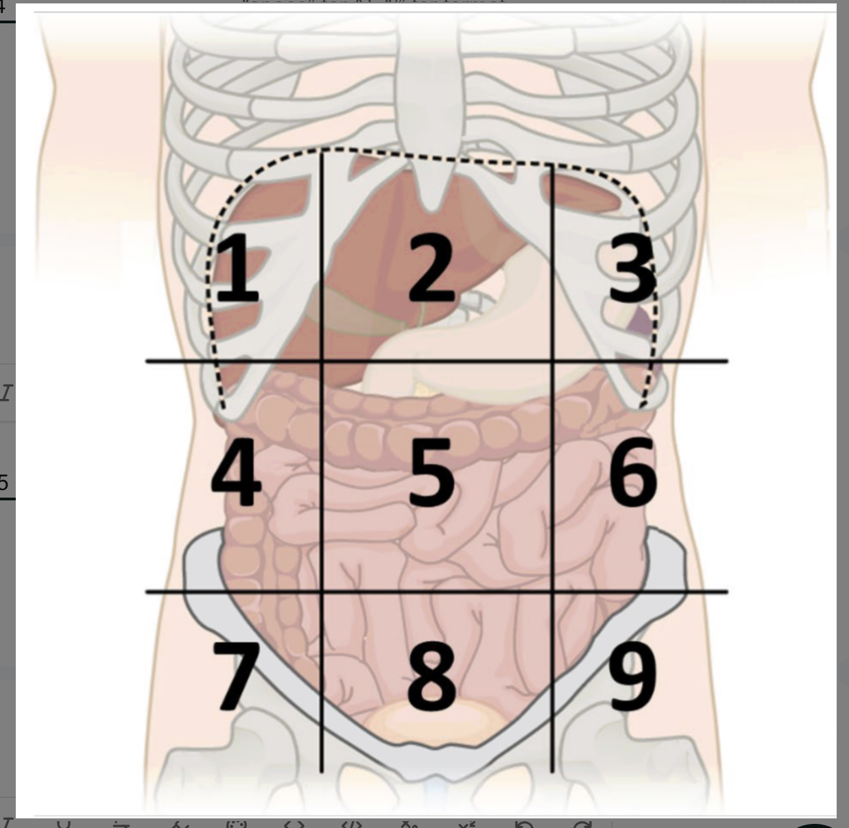 <p>abdominopelvic region 5</p>