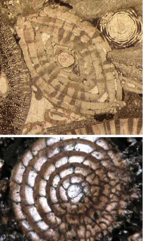 <p>circular to subcircular with chambers</p>